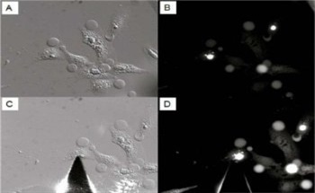 Detecting Changes in Cell Morphology Caused by Protein Aggregates of Mutant Huntingtin Using Atomic Force Microscopy (AFM)