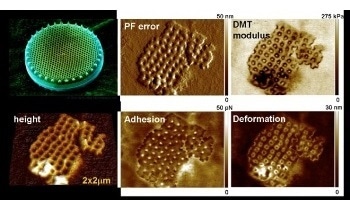 Quantitative Imaging of Living Biological Samples Using PeakForce QNM