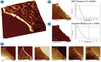 Nanomechanical Characterization of Biological Cells with the PeakForce QNM AFM Method