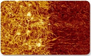 High Resolution AFM Imaging of a Wide Range of Samples Using Peakforce Tapping