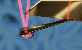 Conducting Virus Research with Atomic Force Microscopy (AFM)