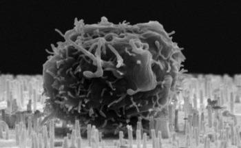 Novel Method to Multiply Blood Stem Cells Before a Stem Cell Transplant