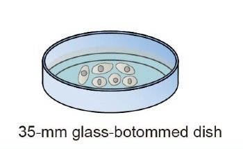Kanazawa University Research: Researchers Define a Protocol for Narrow Cantilever Fabrication and High-Resolution Imaging of Living Cells Using AFM