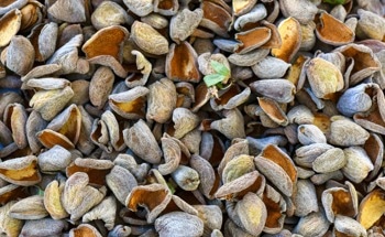 Almond Shell Waste Powers Sustainable Graphene-Based Sensors