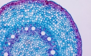 New Research Reveals Cell Mechanisms with Nanotopography