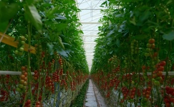 Nanoparticles That Boost Tomato Plant Growth