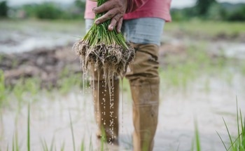 Nano-Biochar Converts Toxic Silver Ions into Stable Nanoparticles within Rice Plants