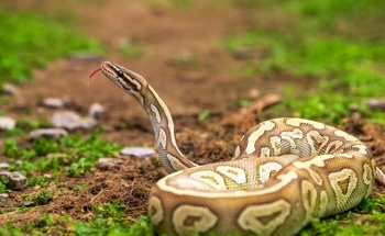 Nanobody Antivenom Protects Against Deadly African snakebites