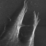 C2C12 Stem Cell Migration on Glass Surface