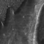 Characterization of Stem Cell Flattening using Dimension FastScan AFM from Bruker