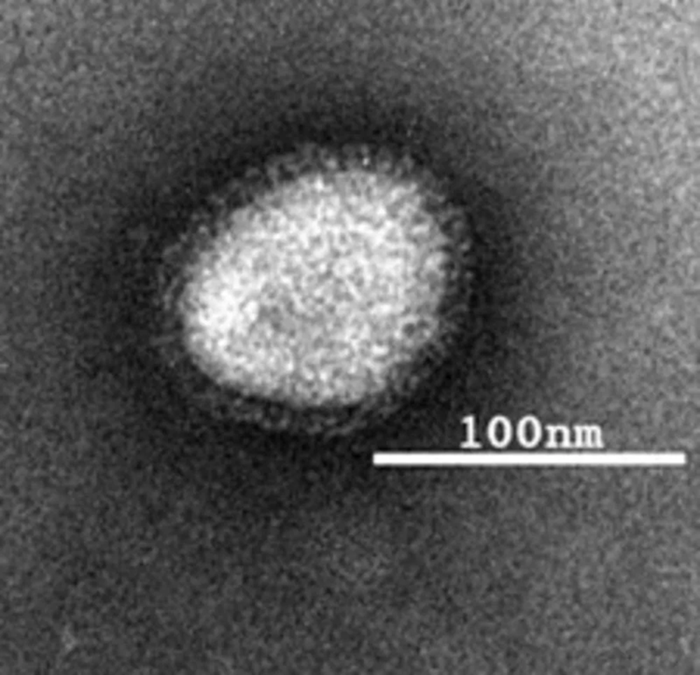 nanoPartica SZ-100V2 Nanoparticle Analyzer Series