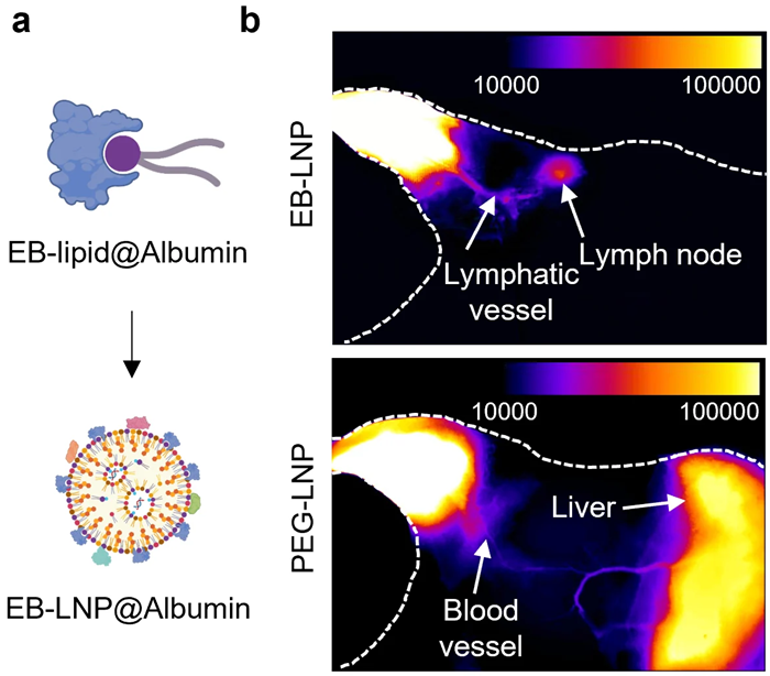 Developing Albumin-Recruiting Nanoparticle for mRNA Vaccines