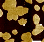 Typical Topographic Images of DPPC/DOPC Lipid bilayer